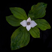 Cornus unalasckensis, Bunchberry